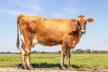 Brown swiss dairy cow stands proudly in a pasture, tall and long legs, fully in focus, blue sky, standing on green grass in a field