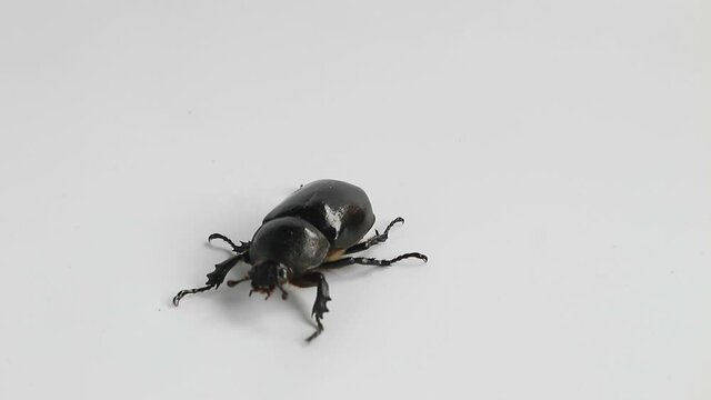 Stag beetle on white background.