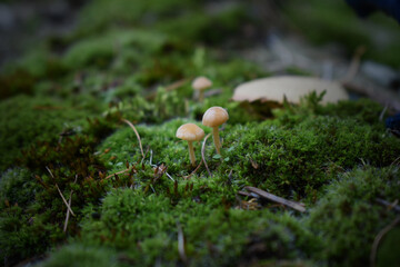mushroom in the moss