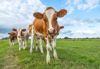 Curious cute calves playful funny in a row together, oncoming to the camera in a green pasture under a cloudy blue sky