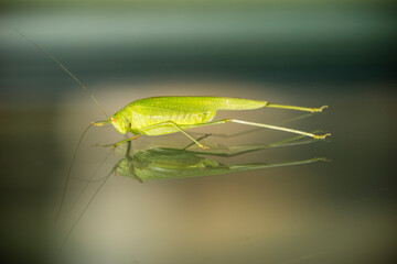 Cricket on glass