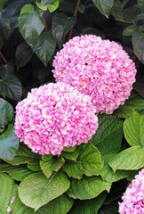 Close up of pinkish hydrangeas in the garden. Aerial view of hydrangea roses in natural environment. Flowers, plants and gardening pattern. Beautiful hydrangea floral background in rosa colors.