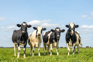 Row of four cows together gathering in a field, happy and joyful and a blue cloudy sky, idyllic...