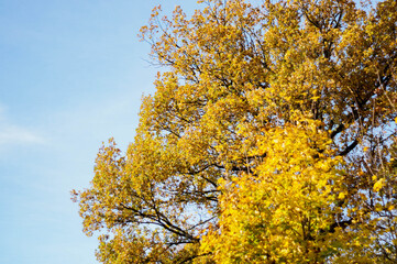 Jesień Autumn © Rafal