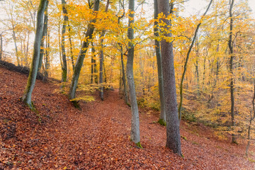 autumn colors in the forest