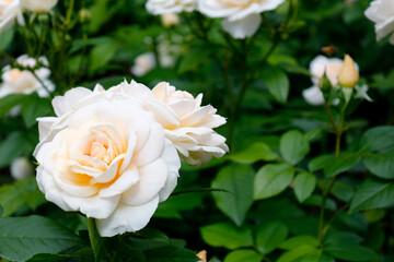 Beautiful white roses on a background of green leaves in a city park. Horizontal orientation. Selective focus.