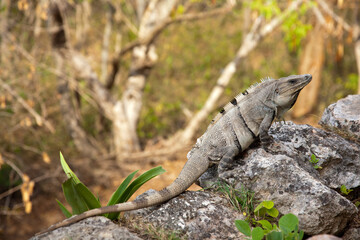 IGUANA