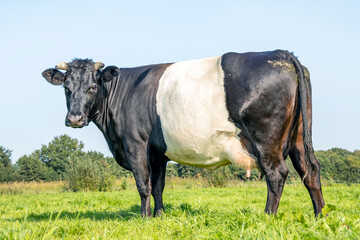 A black Dutch Belted cow, with horns in the field on a sunny day, black and white, and with a blue sky