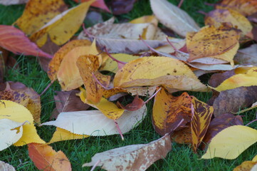 Autumn leaves in grass