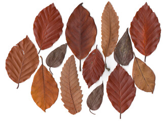 Autumn dry leaves on white background. Flat lay, top view. Autumn, fall concept.