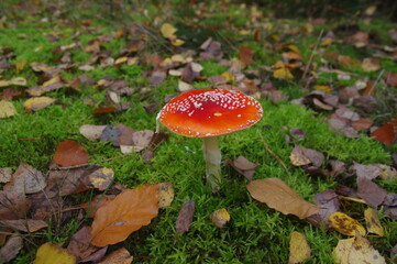 Fliegenpilz auf Wiese