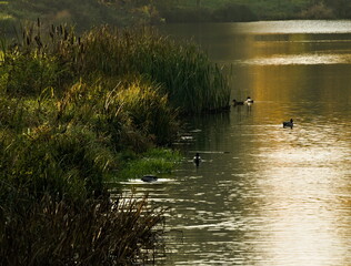 Ducks in the pond. Stawy Sefańskiego Łódź Poland