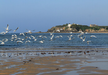 Mouettes en Bretagne