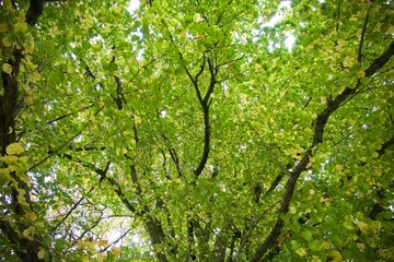 Tilia cordata - tree photographed from below