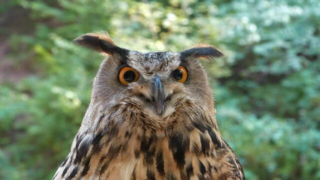 Jenny eagle owl look at the camera
