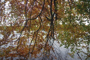 Buchenlaub im Herbst