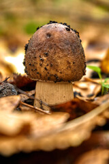 Mushroom growing in the forest among fallen yellow leaves.