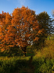 Fototapeta premium Autumn trees in the park, Autumn in the park. Stawy Sefańskiego Łódź Poland