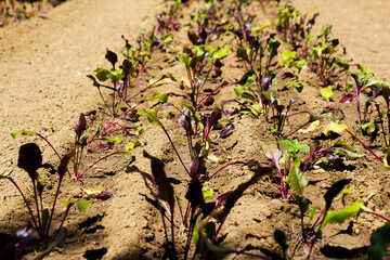 beetroot plants in the vegetable garden