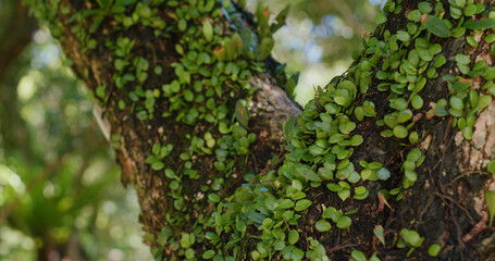Close up of the tree trunk with vine