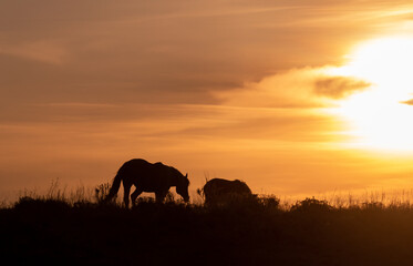 Obraz premium Wild Horses Silhouetted at Sunset in Utah