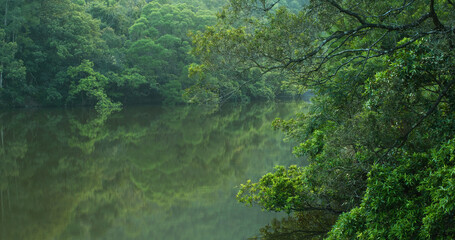 Green forest with the river lake reflection