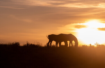 Fototapeta na wymiar Wild Horses Silhouetted at Sunset in Utah