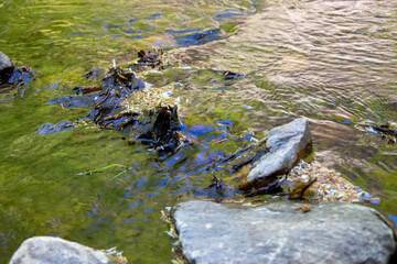 View of river course in the valley of the wild Weißeritz in the Rabenauer Grund near Freital Dresden,Germany