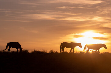 Fototapeta na wymiar Wild Horses Silhouetted at Sunset in Utah