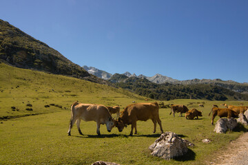 Cows playing on a valley