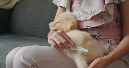 Pet owner brush hair of puppy at home
