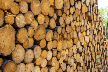 View of felled piled tree trunks near Dresden.Germany