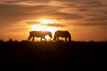 Obraz na płótnie Canvas Wild Horses Silhouetted at Sunset in Utah