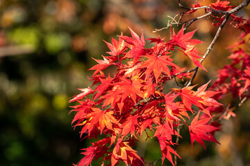 紅葉　赤　北海道　日本
