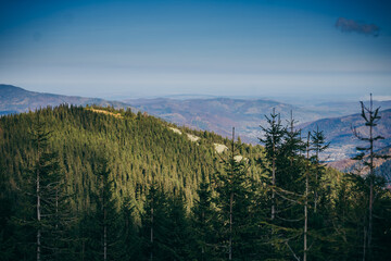 A tree with a mountain in the background