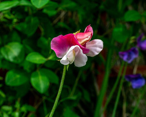 Sweet Pea
