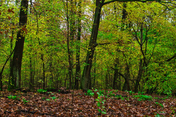Herbstwald