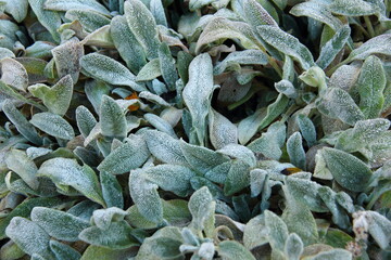 frost on plant