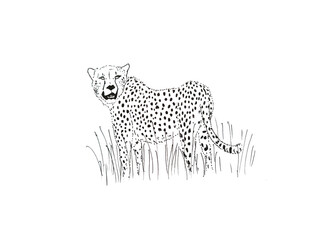 Cheetah looking back