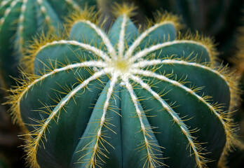 Cactus in the garden, Rio de Janeiro, Brazil