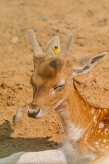 Young fawn Fallow deer, (dama dama), close head portrait