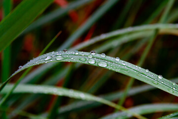 Obraz premium green young grass close up with raindrops on a bright sunny day