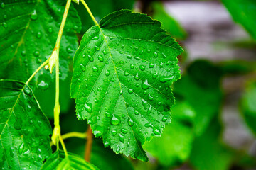 green young birch leaves close up with raindrops on a bright sunny day
