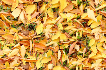 seamless natural pattern, background of fallen leaves, golden leaves lie chaotically on the ground, blank for the designer