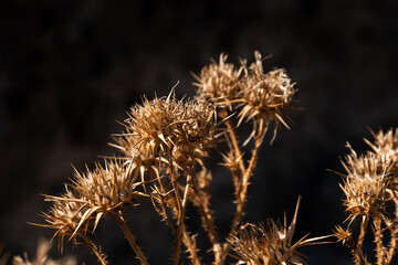 Dried milk thistle in summer, prickly plant