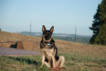 German Shepherd In The Sunrise Glow