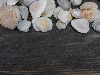 several light seashells on a dark board made of boards