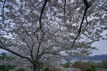 Obraz premium 桜 超広角 春