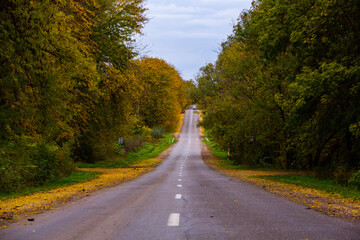 Empty road among the autumn forest
