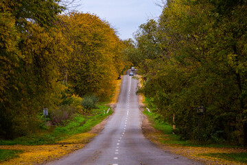 Empty road among the autumn forest